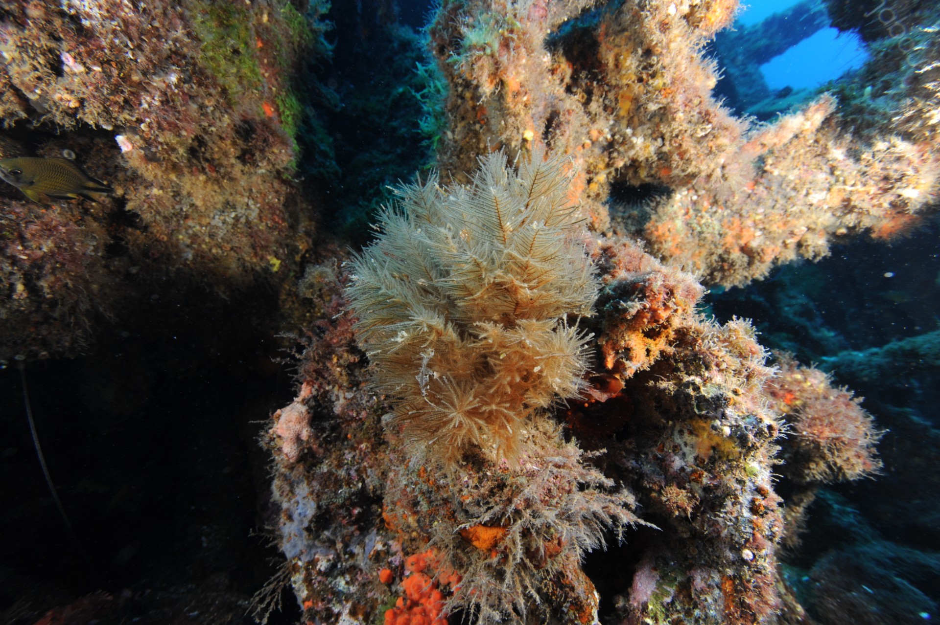 Los bosques de corales negros de Lanzarote serán investigados por el proyecto B-CHARMED